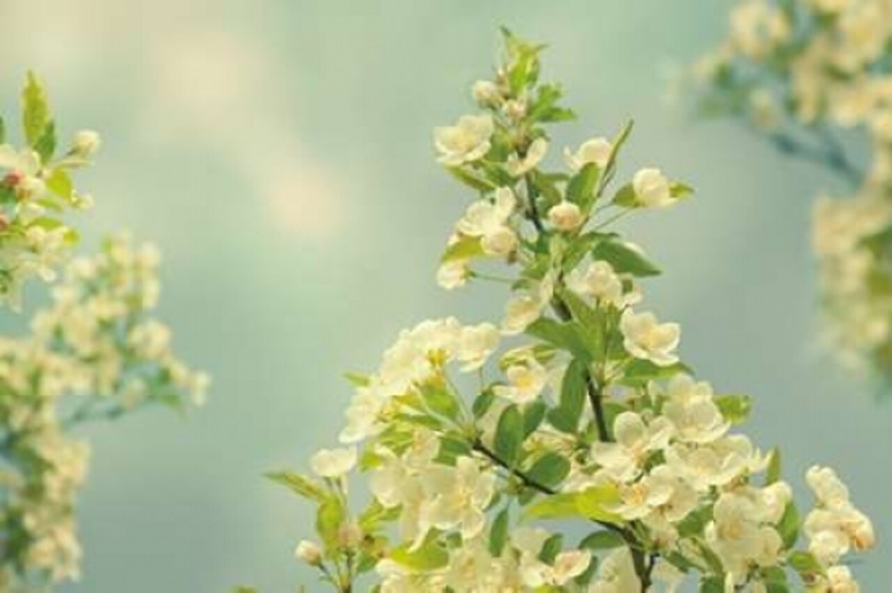 Spring Beauty II Poster Print by Sue Schlabach - Item # VARPDX21683